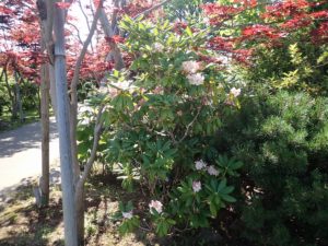 ハクサンシャクナゲ全体